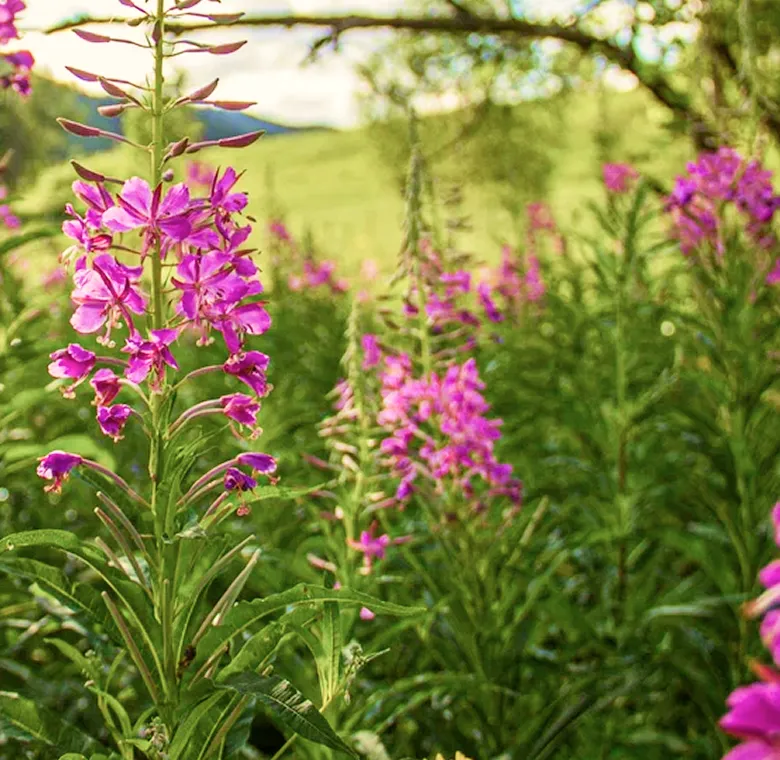 image 62